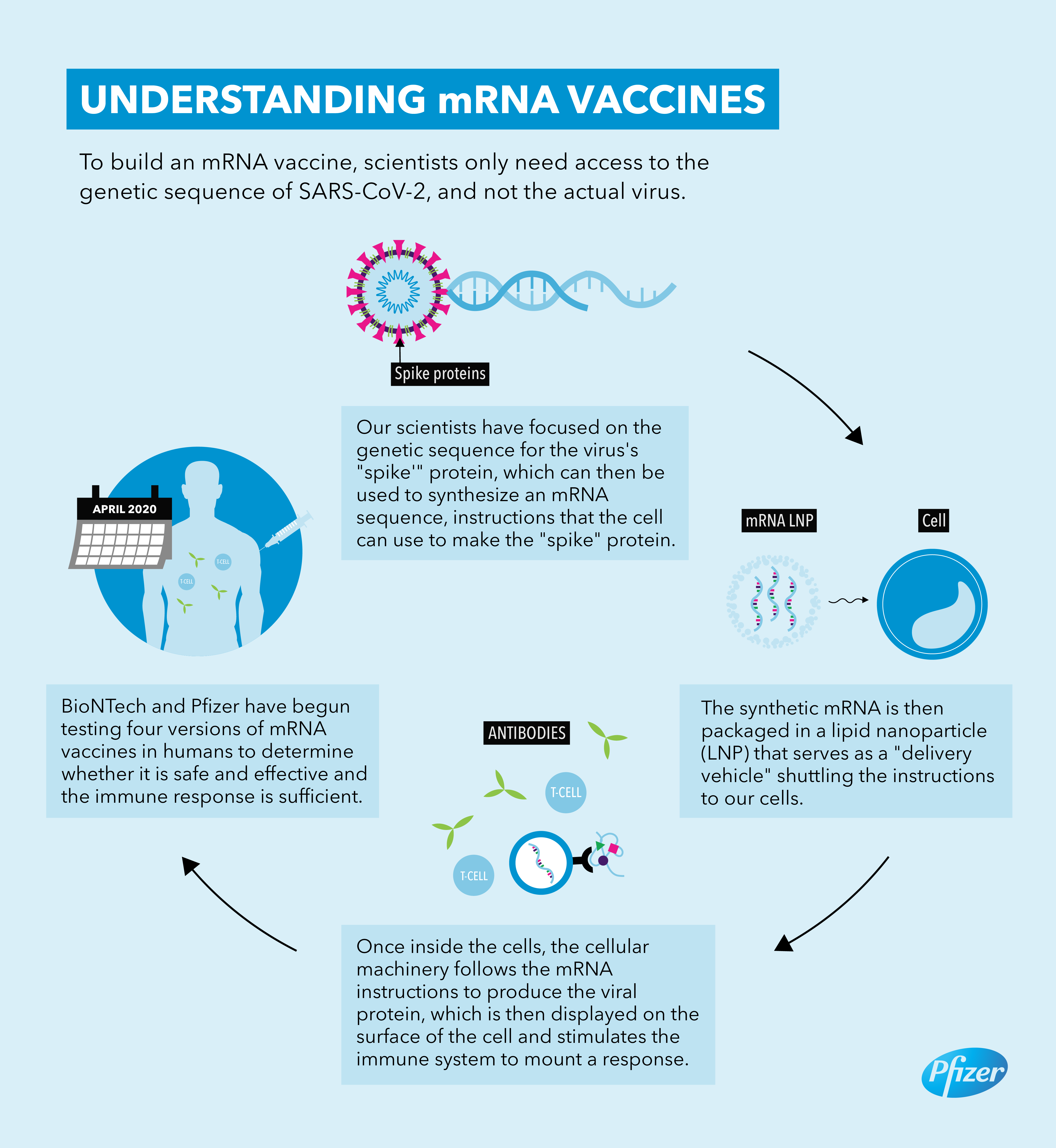 PFIZER MRNA Vaccine COVID Infographic | Pfizer